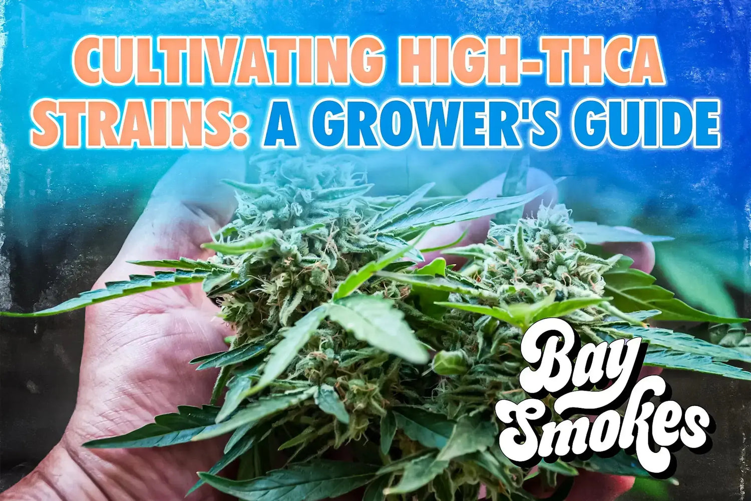 Cultivating High THCA Strains: A Grower’s Guide - Bay Smokes