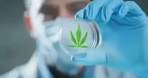 Why Does Cannabis Need To Be Lab Tested? - Bay Smokes