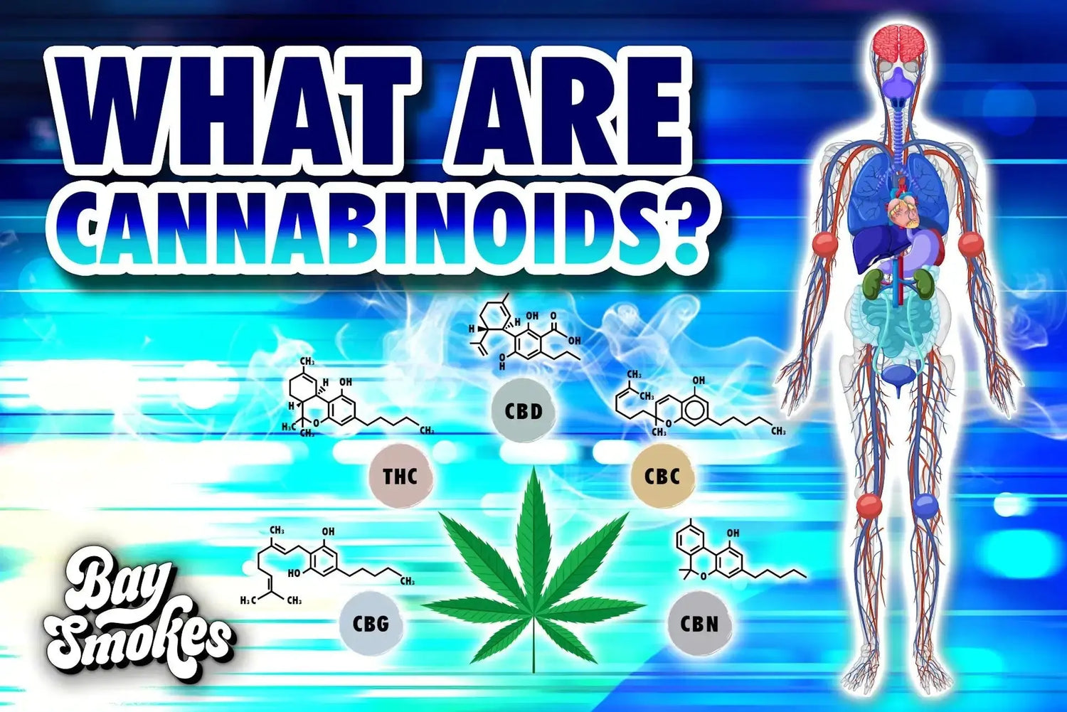 What are Cannabinoids - Bay Smokes