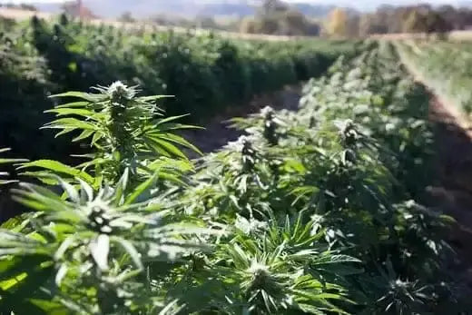Does Hemp Have THC In It? - Bay Smokes