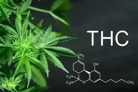 The Effects & Benefits Of Delta 8 THC - Bay Smokes