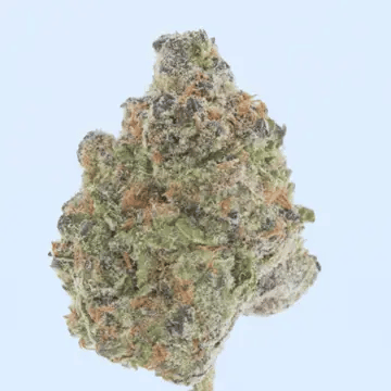 Close-up of a cannabis bud on a light blue background