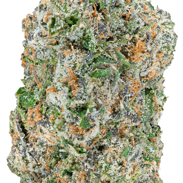 Blue Dream – THCa Flower - Bay Smokes