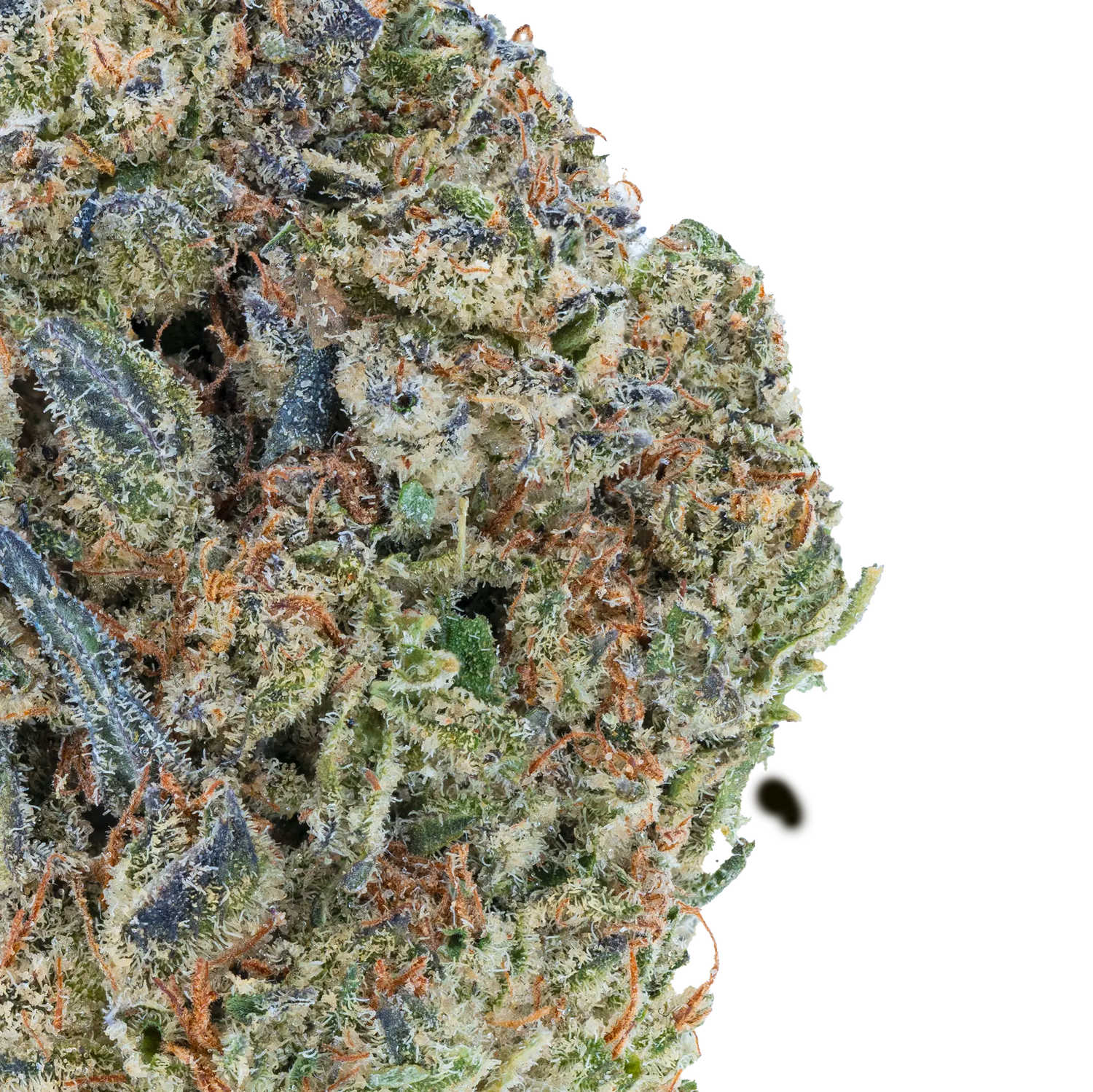 Vorpal Cherry Aurora THCa Flower Bay Smokes