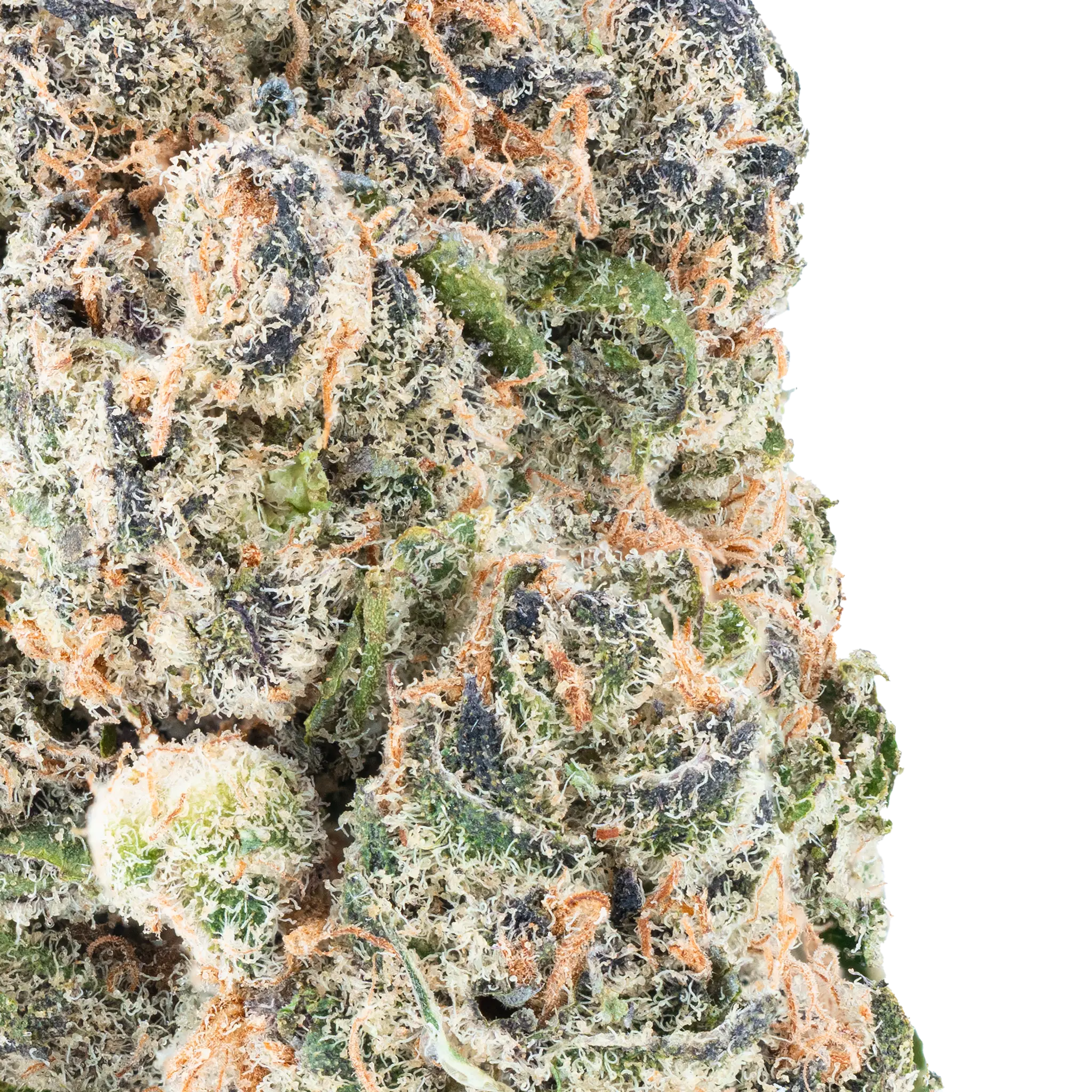Orange Push Pop- THCa Flower Bay Smokes