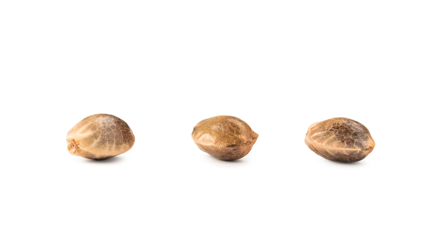 THCa Seeds - Feminized Autoflower Cowboy's Reserve