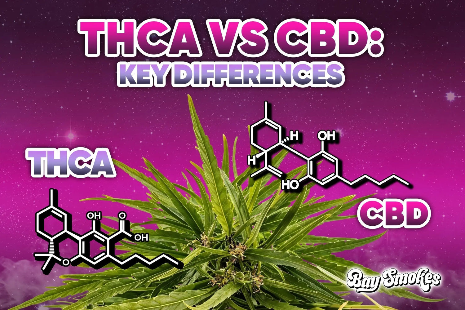 THCa vs CBD: Key Differences, Benefits & Effects - Bay Smokes
