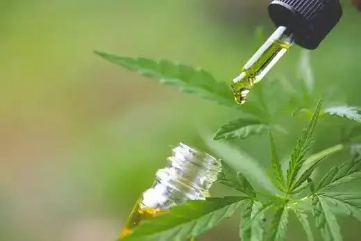 Hemp Oil Vs CBD Oil: What’s The Difference?