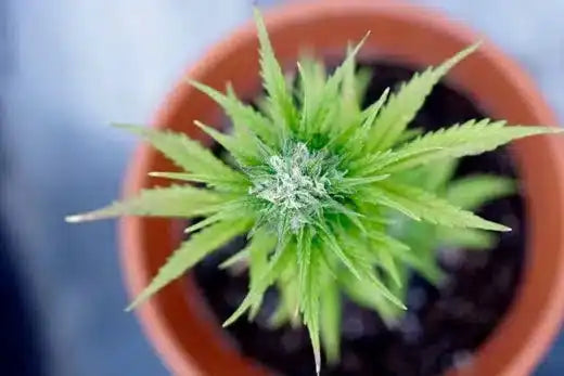 cannabis in a pot top view