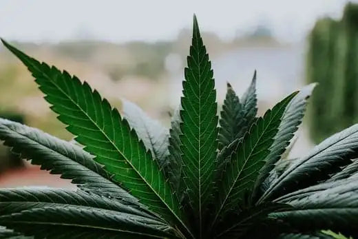 cannabis leaf