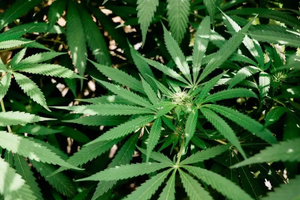 cannabis plant