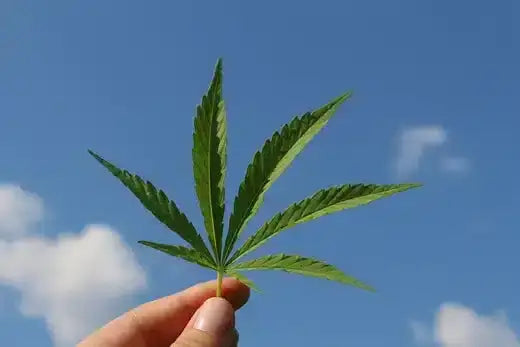 holding cannabis leaf in the air