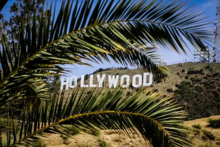 hollywood view from a palm tree