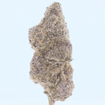 Gelato – THCa Flower