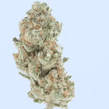 Close-up of a cannabis bud on a light blue background