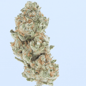 Blue Dream THCa Flower Bay Smokes