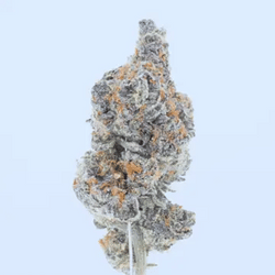 Close-up of a cannabis bud with a light blue background