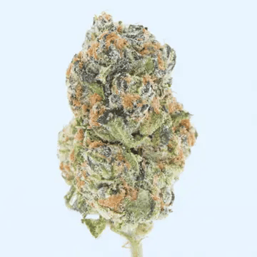 Close-up of a cannabis bud on a light blue background
