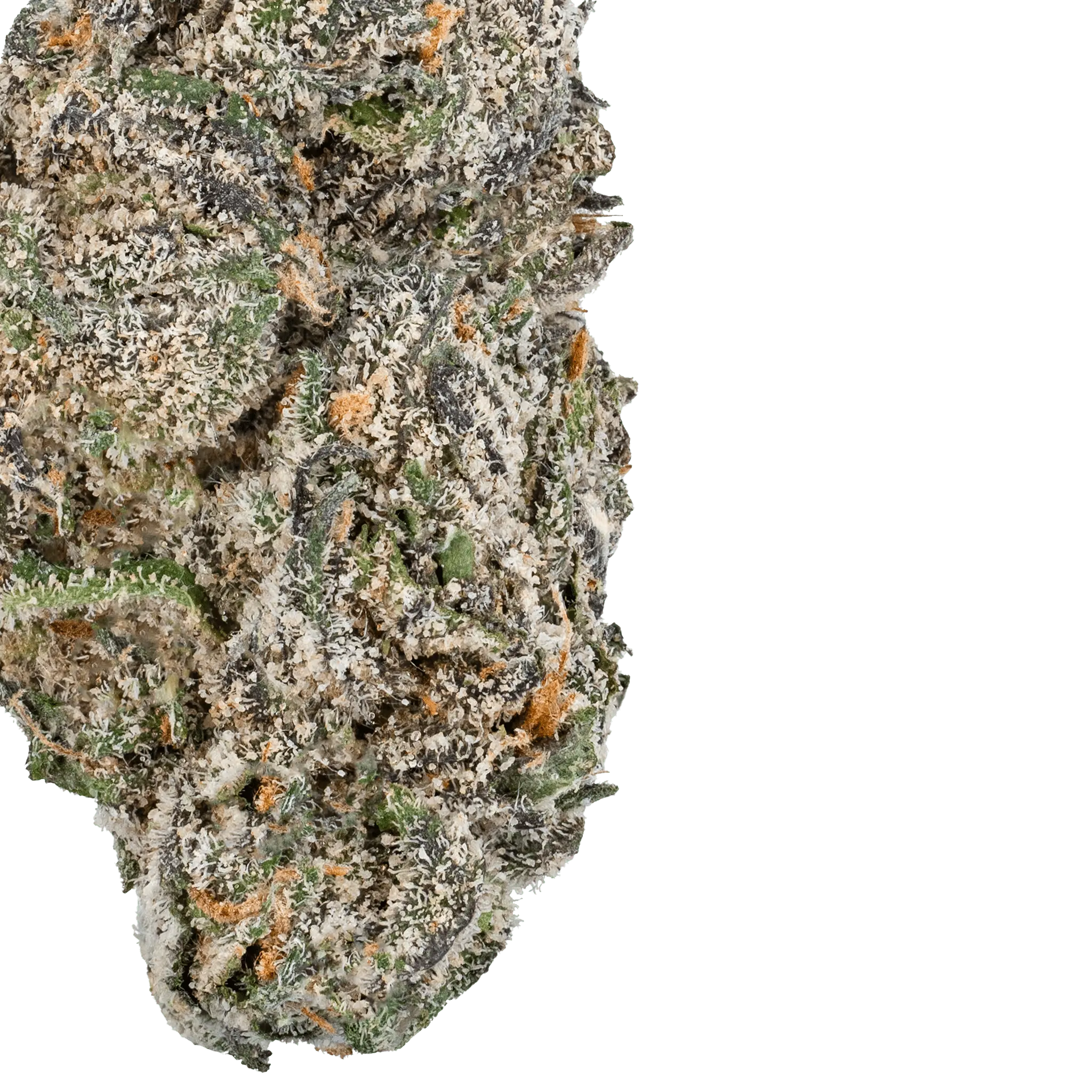 White Truffle – THCa Flower - Bay Smokes