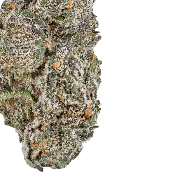 White Truffle – THCa Flower - Bay Smokes