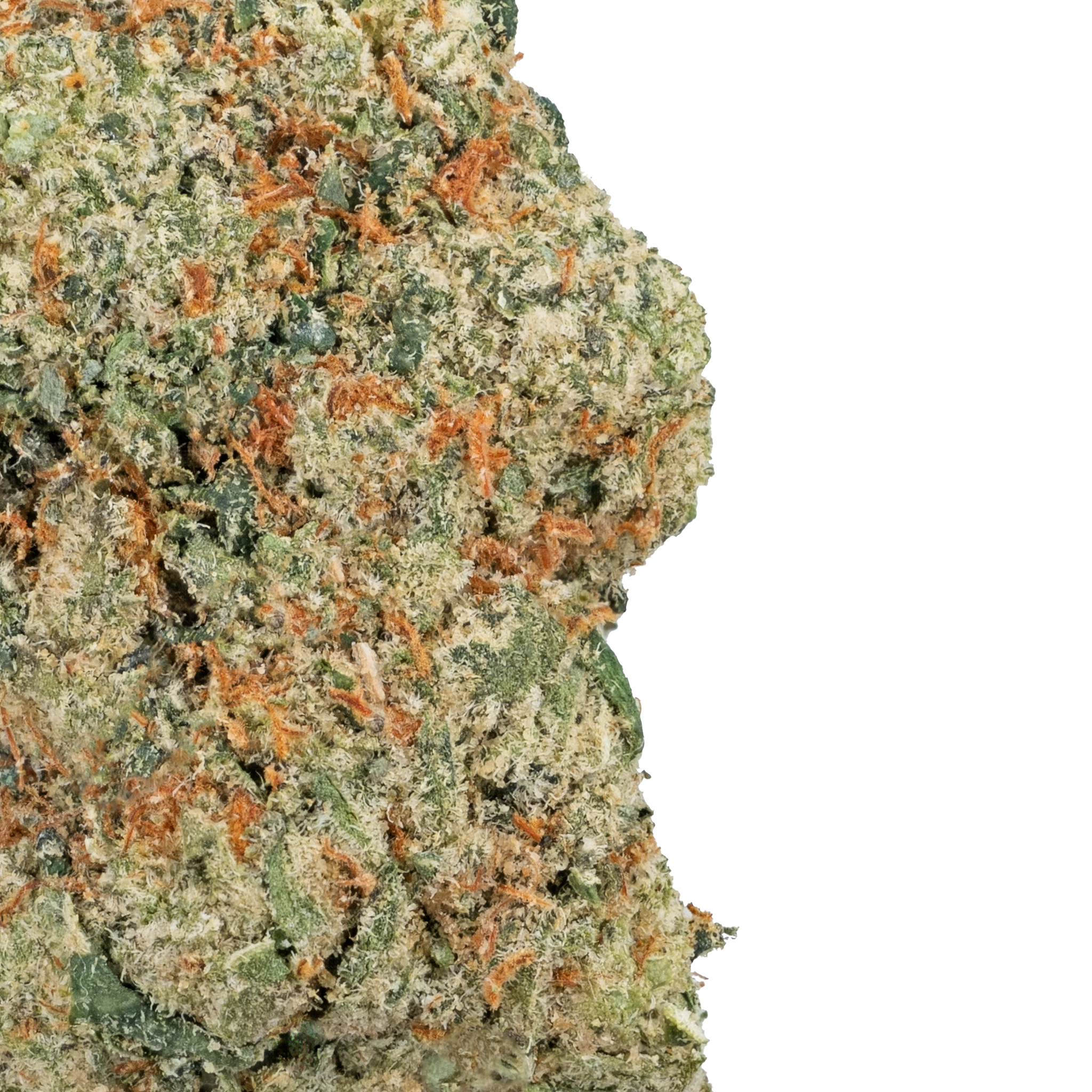 Apple Fritter – THCa Flower close up