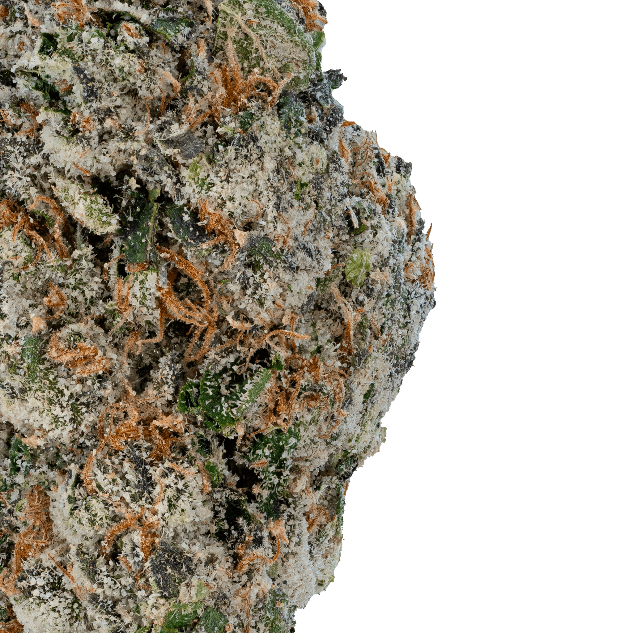 Cherry Zashimi – THCa Flower Close up