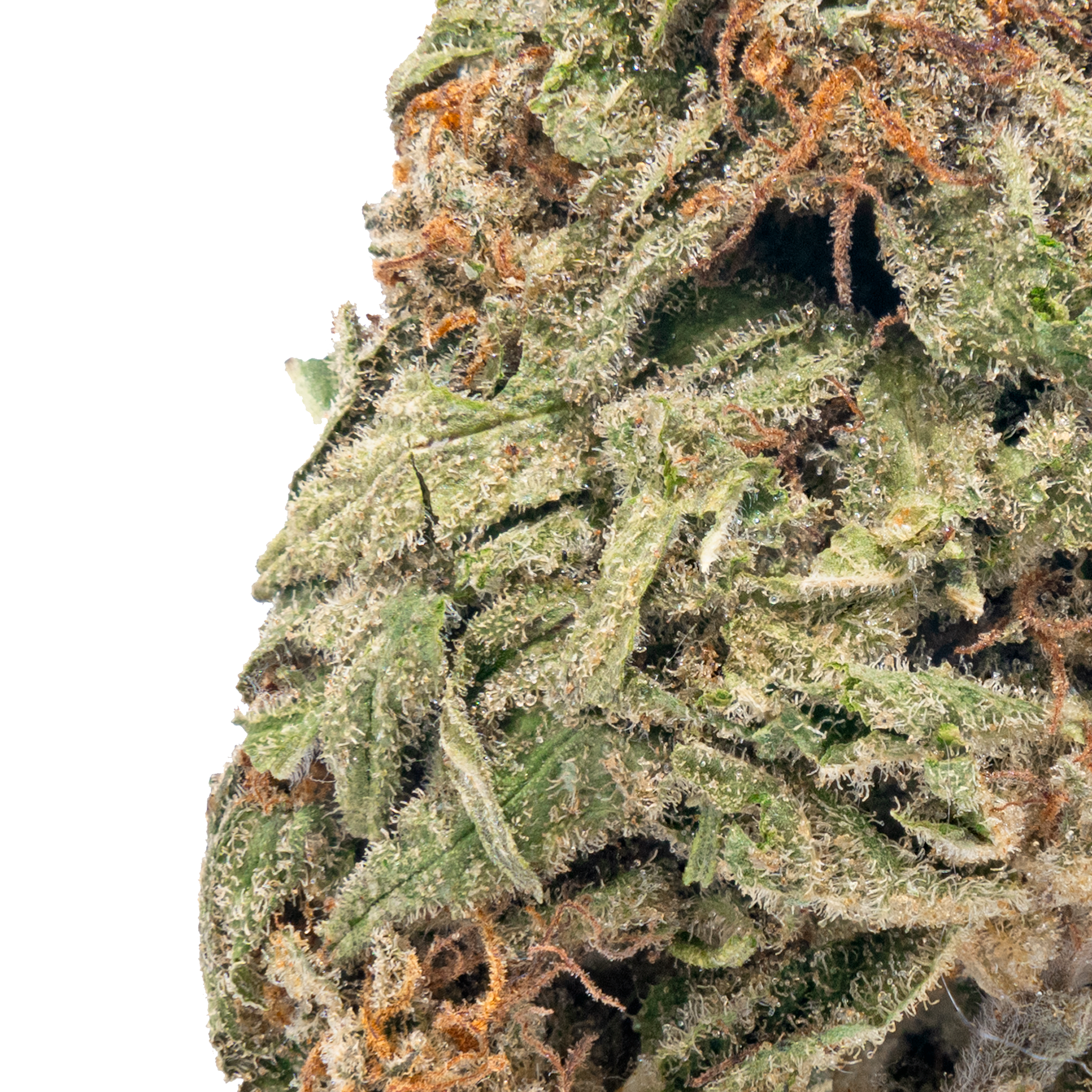 Blue Dream – THCa Flower Close Up