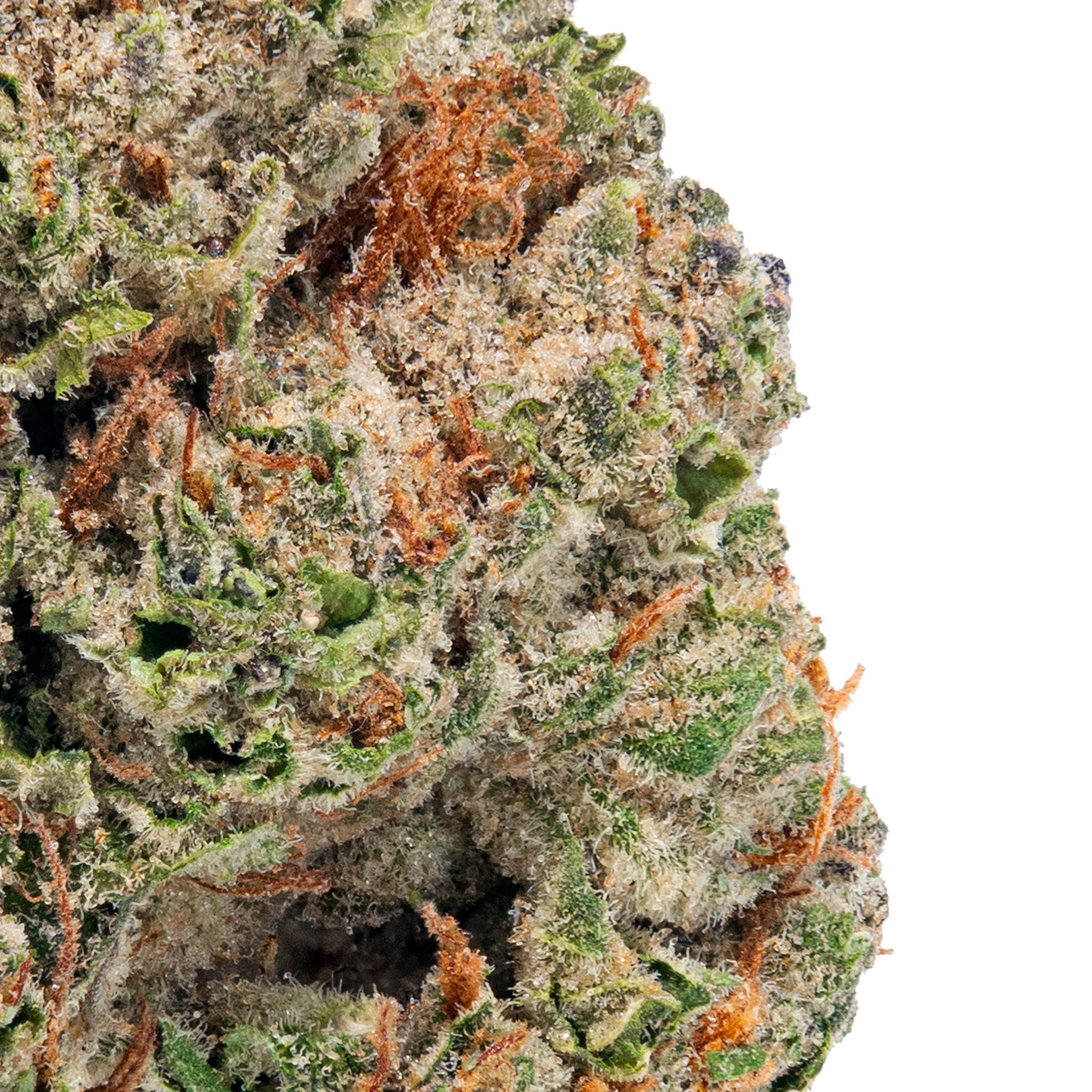 Gorilla Glue – THCa Flower close up