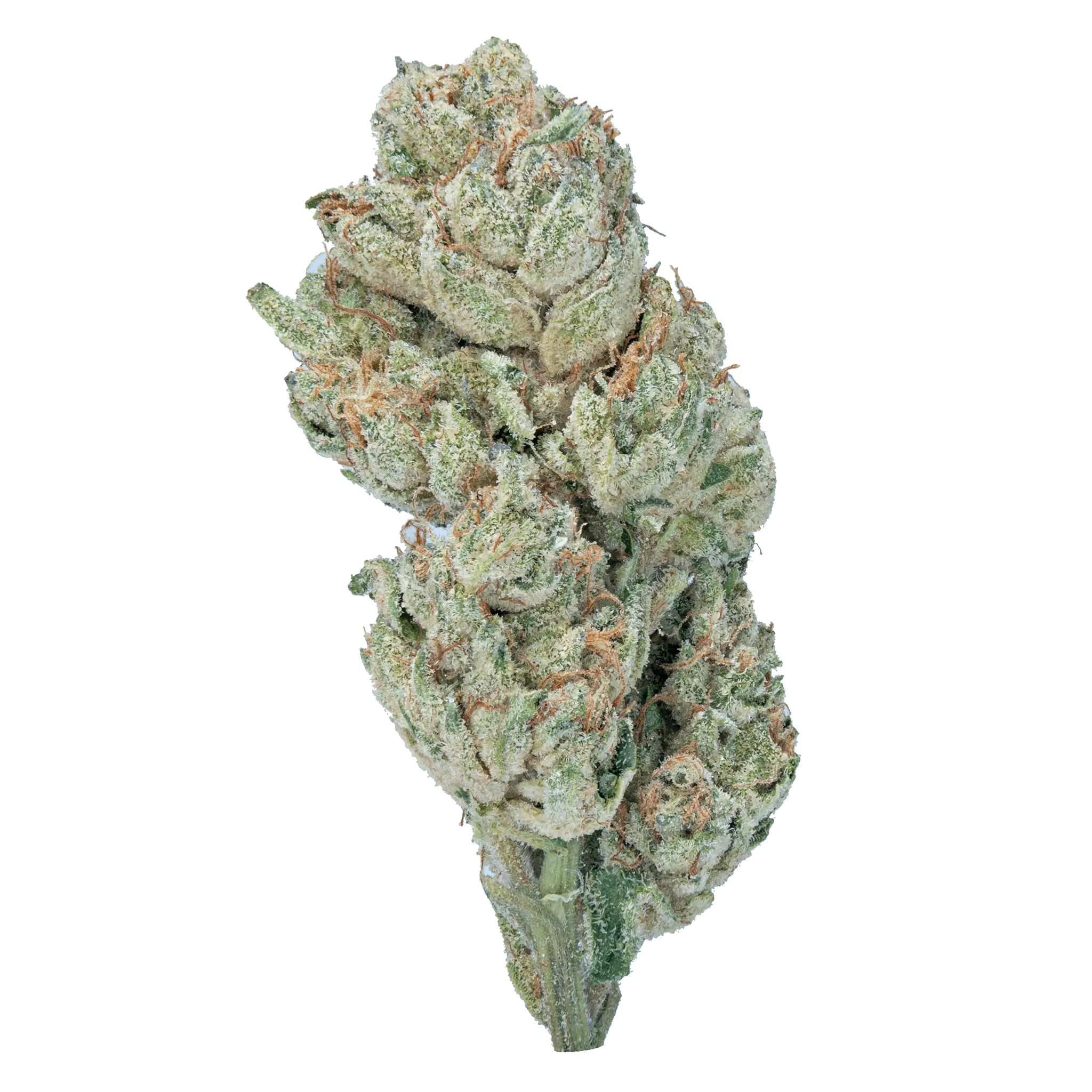 LOWEZ - Wedding Crasher - Bay Smokes