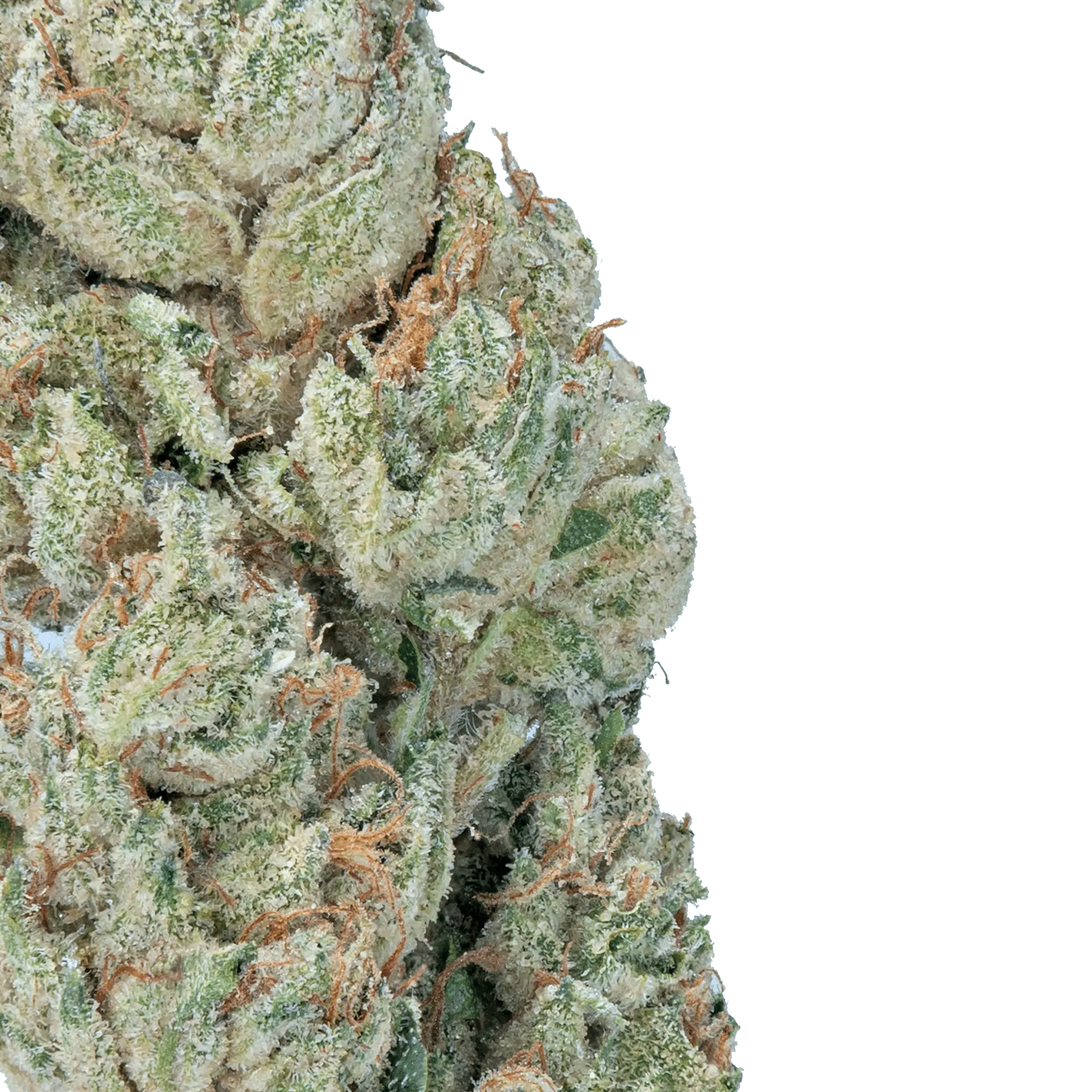 LOWEZ - Wedding Crasher - Bay Smokes