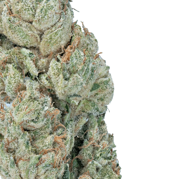 LOWEZ - Wedding Crasher - Bay Smokes