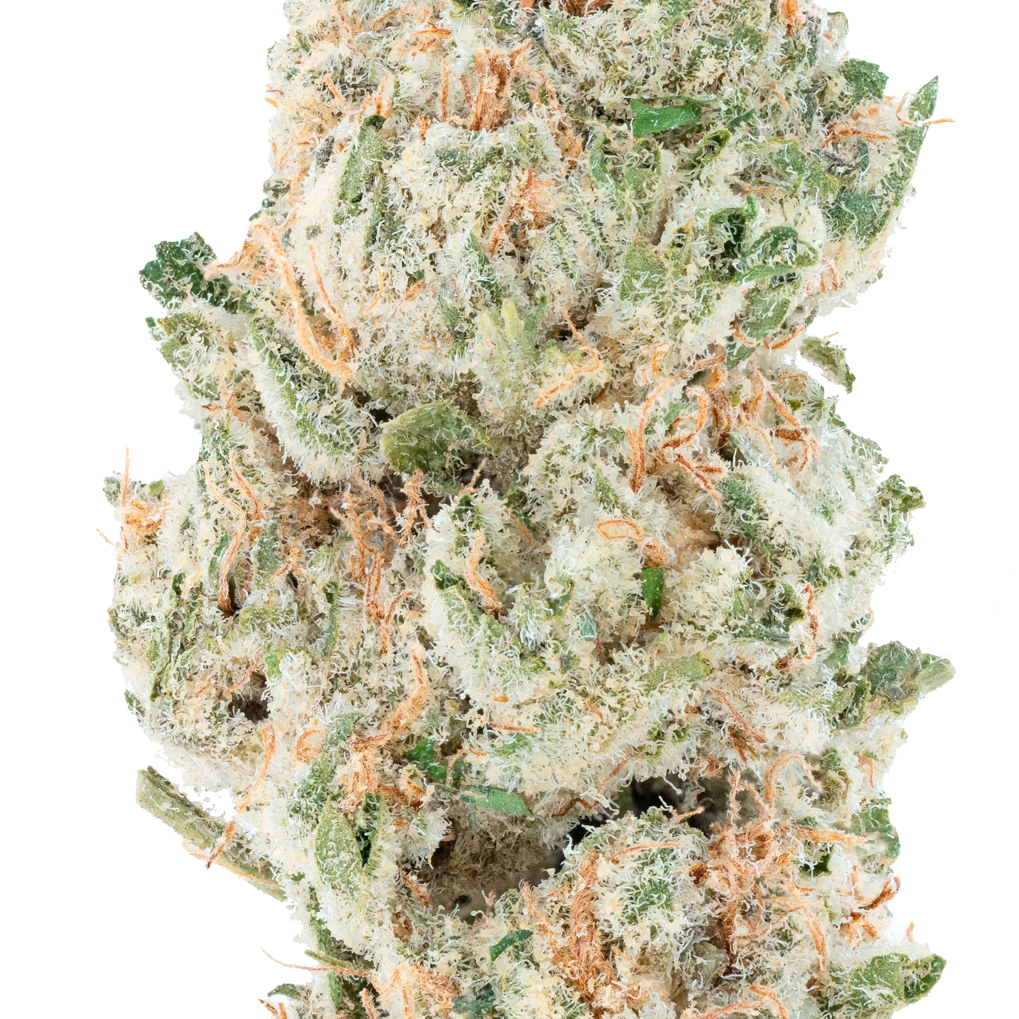Blue Dream THCa Flower Bay Smokes
