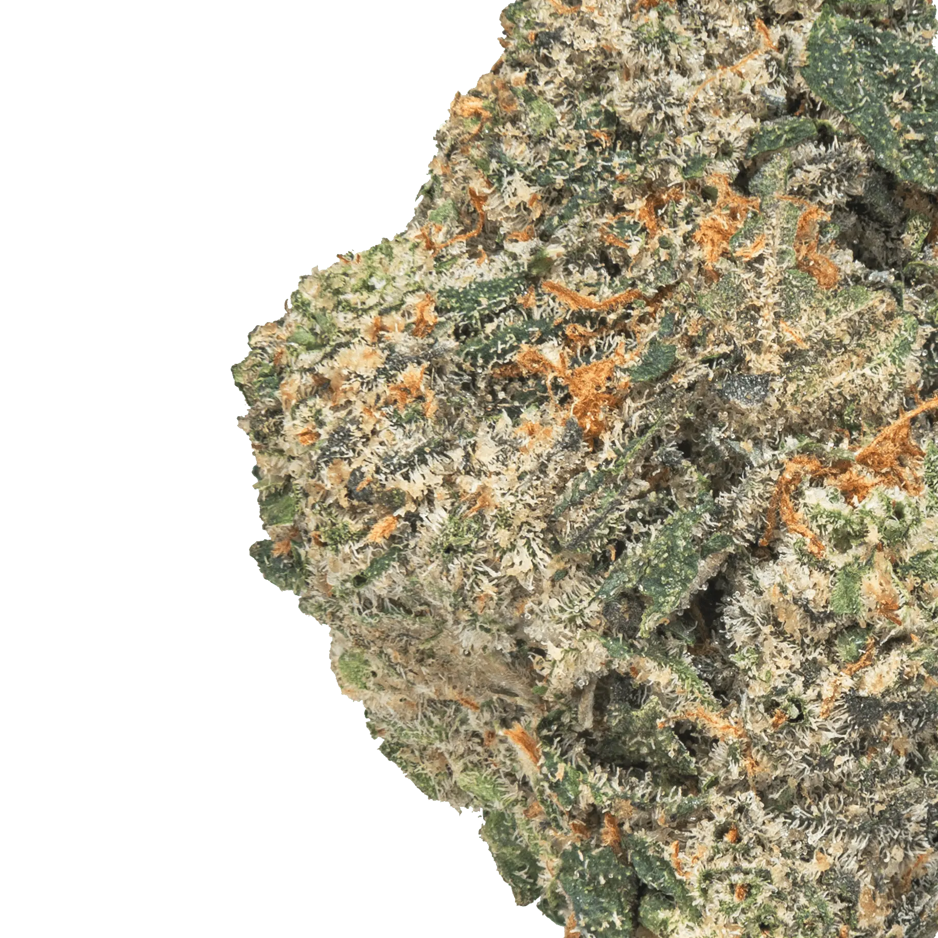 LOWEZ - Gelatti - Bay Smokes