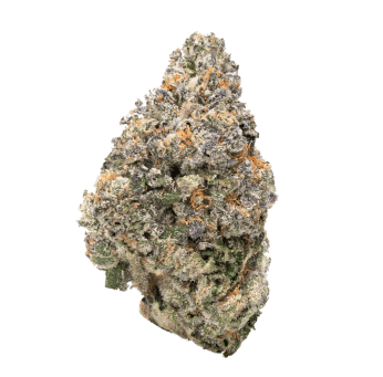 Fan Favorite Sativa Strains: