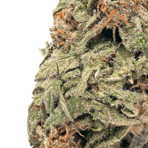 Blue Dream – THCa Flower