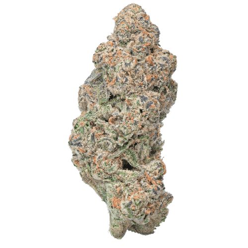 Wicked Gasoline  – Exotic THCa Flower